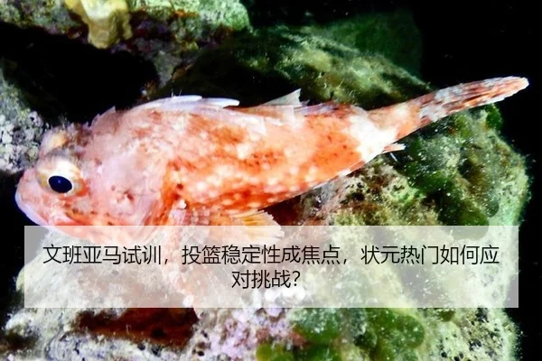 文班亚马试训，投篮稳定性成焦点，状元热门如何应对挑战？
